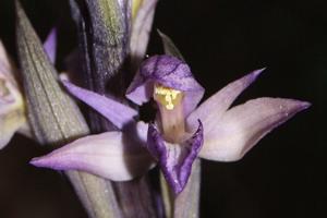Limodorum abortivum