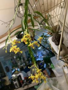 Lockhartia lepticaula