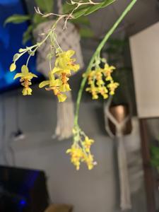 Lockhartia lepticaula