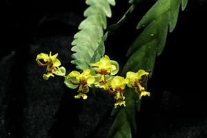 Lockhartia lunifera