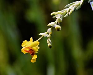 Lockhartia oerstedii