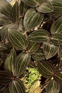 Ludisia discolor