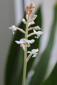 Ludisia discolor