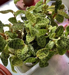 Macodes petola