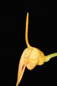 Masdevallia buccinator