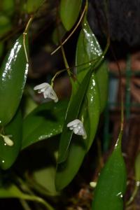Pabstiella mirabilis