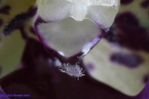 Dichaea pendula