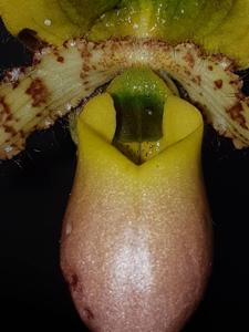 Paphiopedilum primulinum var. purpurascens