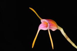 Masdevallia paivaeana