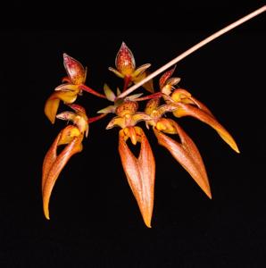 Bulbophyllum longibrachiatum