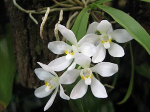 Sarcochilus niveus