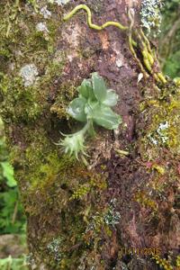 Eurystyles cotyledon