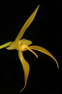 Bulbophyllum amplebracteatum subsp. orthoglossum