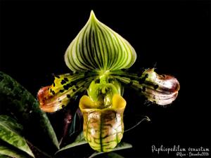 Paphiopedilum venustum