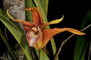 Maxillaria striata
