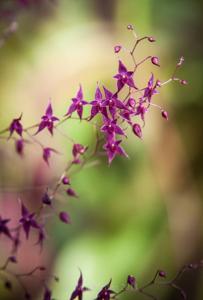 Lepanthopsis astrophora