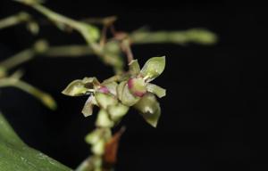 Notyliopsis beatricis