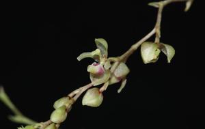 Notyliopsis beatricis