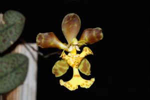 Psychopsiella limminghei