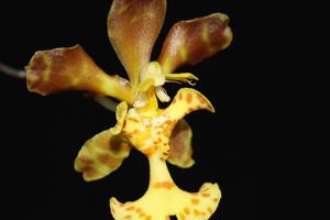 Psychopsiella limminghei