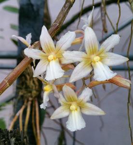 Dendrobium calcariferum