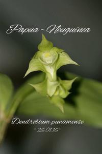 Dendrobium punamense