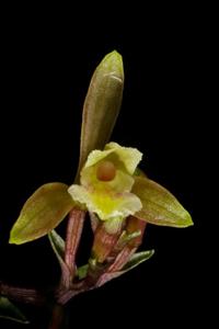 Monophyllorchis microstyloides