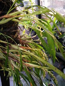 Coelogyne carnea