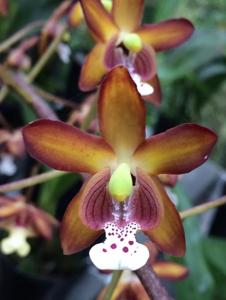 Eriopsis biloba