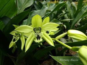 Coelogyne pandurata