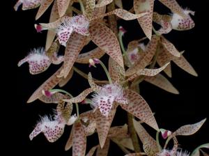 Polycycnis muscifera