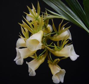 Galeandra leptoceras