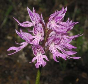 Orchis italica