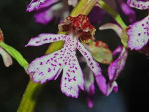 Orchis italica