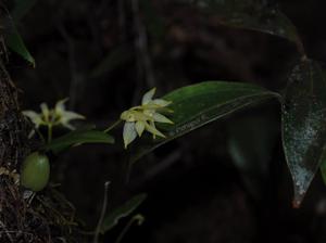 Bulbophyllum sulcatum