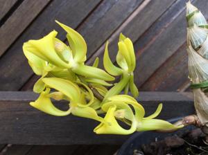 Mormodes tapoayensis