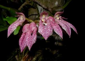Bulbophyllum fenestratum