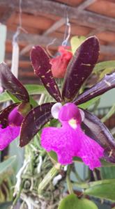 Cattleya aclandiae var. nigrescens