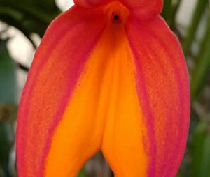 Masdevallia veitchiana