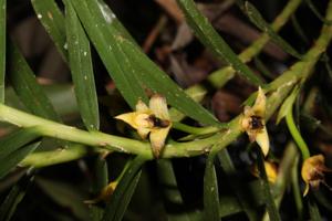 Maxillaria graminifolia
