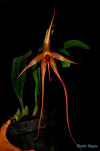 Bulbophyllum echinolabium