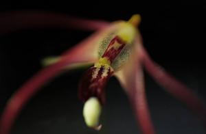 Dendrobium brevicolle
