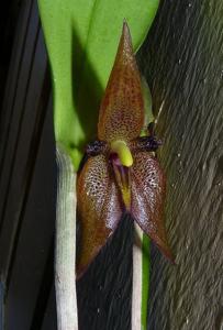 Myoxanthus serripetalus