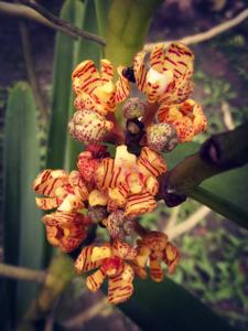 Acampe praemorsa var. longepedunculata