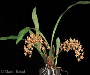 Eriopsis biloba