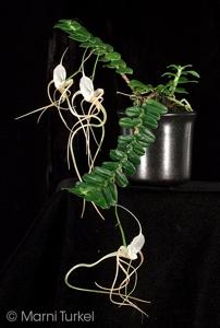 Angraecum arachnites