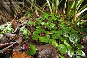 Corybas fimbriatus