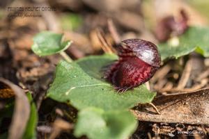Corybas fimbriatus