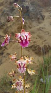 Cyrtopodium brandonianum