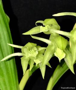 Coelogyne chloroptera
